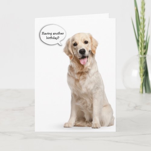 Golden Retriever on white birthday Card