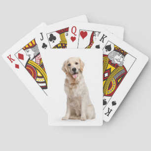 Golden Retriever On White Poker Cards