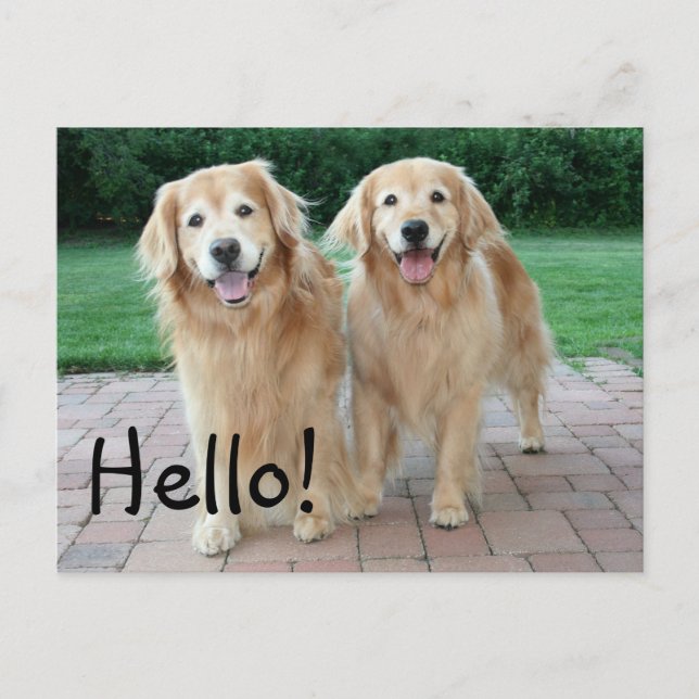 Golden Retriever Outdoor Hello Postcard (Front)