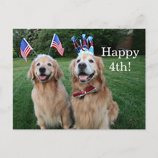 Golden Retriever Outdoor Independence Day Postcard (Front)