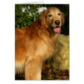 Golden Retriever Panting (Front)