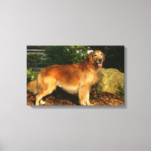Golden Retriever Panting Canvas Print
