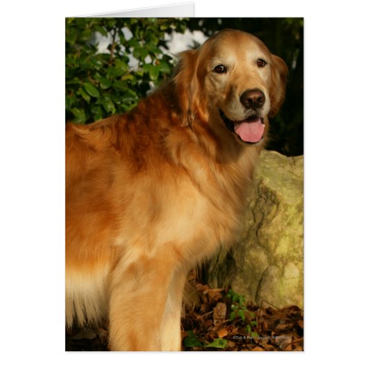 Golden Retriever Panting Cards (Front)