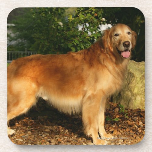 Golden Retriever Panting Drink Coaster