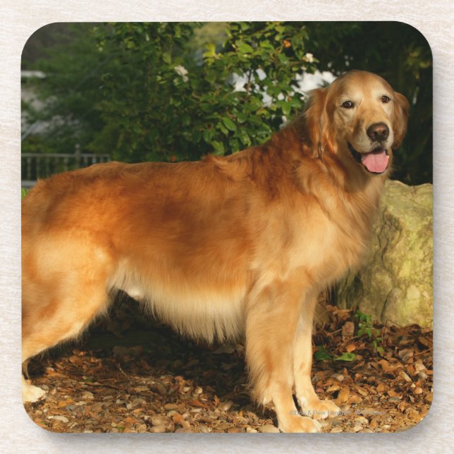 Golden Retriever Panting Drink Coaster (Front)