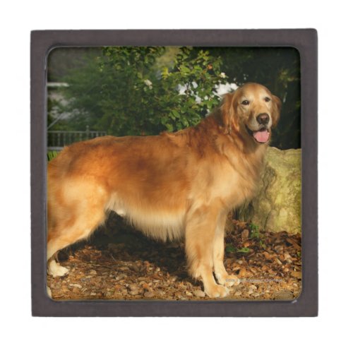 Golden Retriever Panting Gift Box