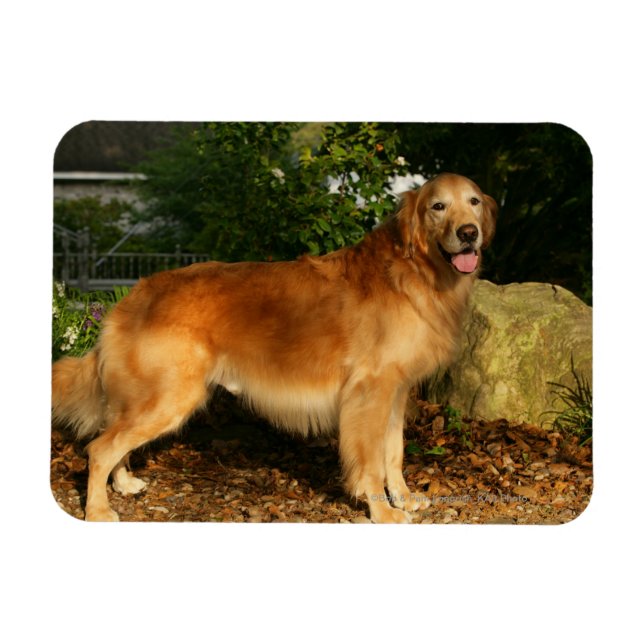 Golden Retriever Panting Magnet (Horizontal)