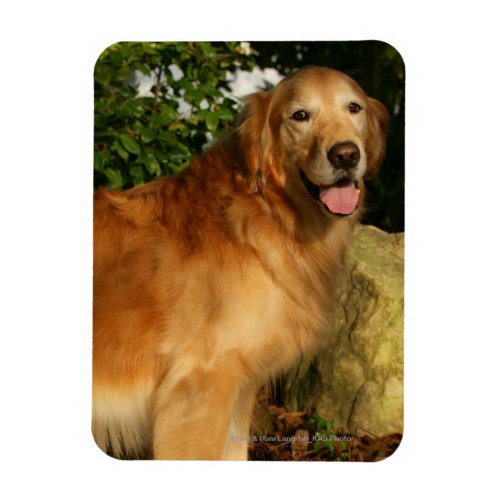 Golden Retriever Panting Magnet