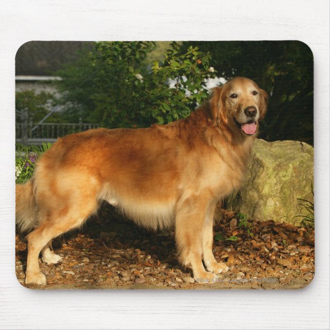 Golden Retriever Panting Mouse Pad (Front)