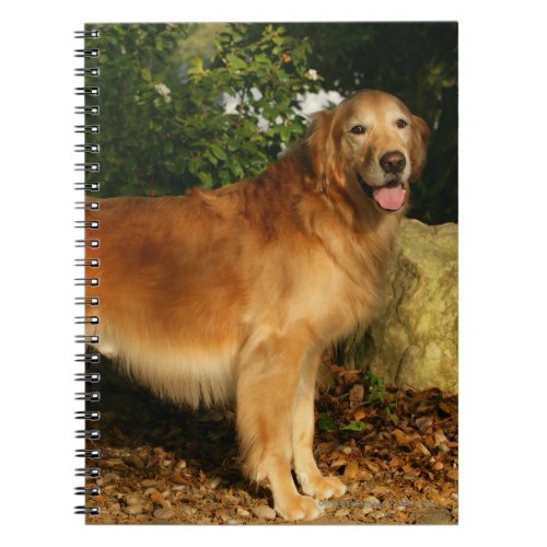 Golden Retriever Panting Notebook