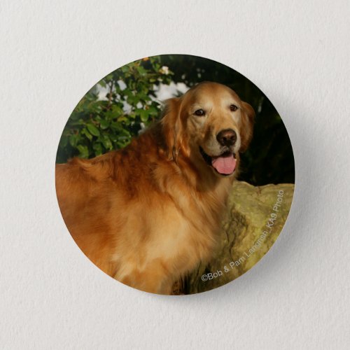 Golden Retriever Panting Pinback Button