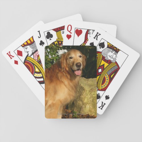 Golden Retriever Panting Playing Cards