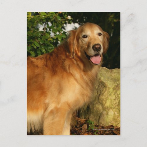 Golden Retriever Panting Postcard