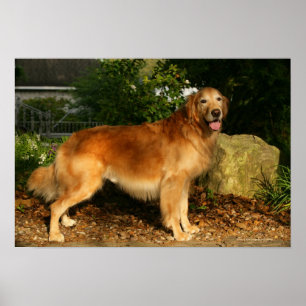Golden Retriever Panting Poster