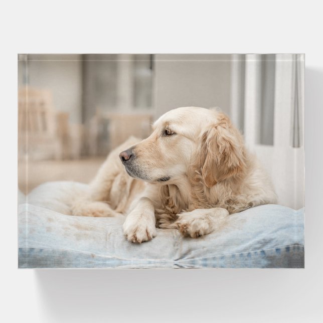Golden Retriever Paperweight (Front)