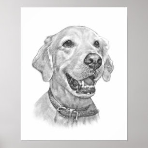Golden Retriever Pet Portrait Drawing Poster