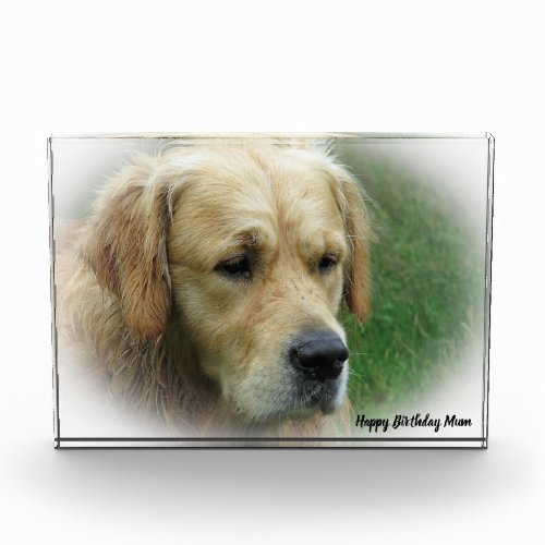 Golden Retriever Photo Block