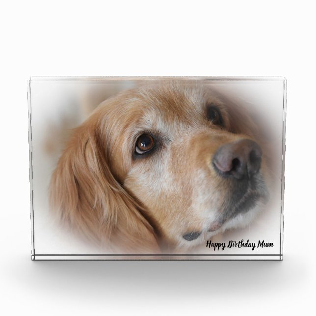 Golden Retriever. Photo Block (Front)