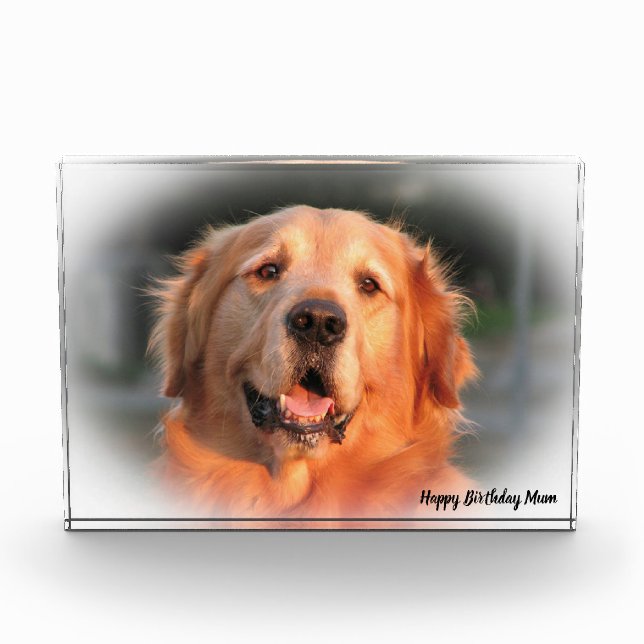 Golden Retriever. Photo Block (Front)