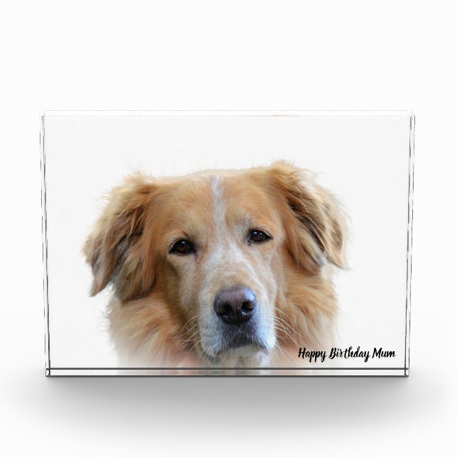 Golden Retriever. Photo Block (Front)