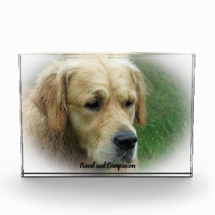 Golden Retriever. Photo Block