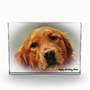 Golden Retriever. Photo Block