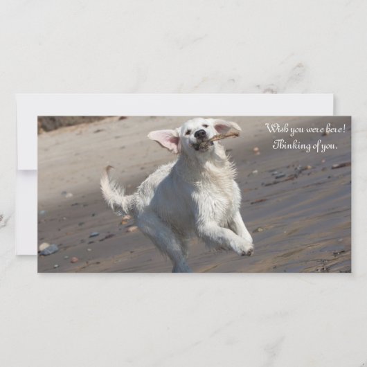 Golden Retriever Photo Card (Front)