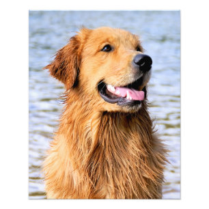 Golden Retriever Photo Print