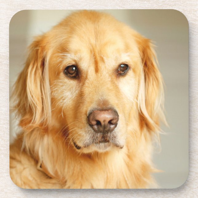 Golden Retriever Portrait Beverage Coaster (Front)