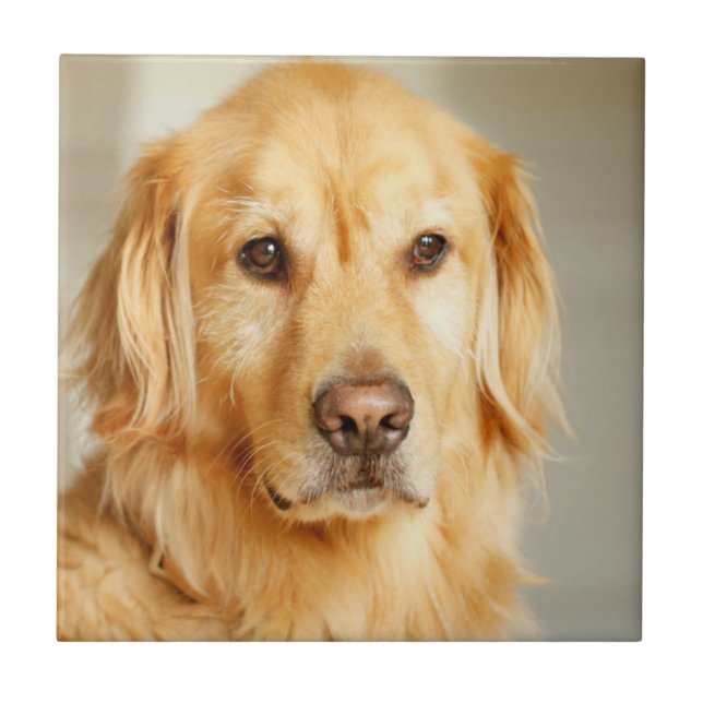 Golden Retriever Portrait Ceramic Tile (Front)