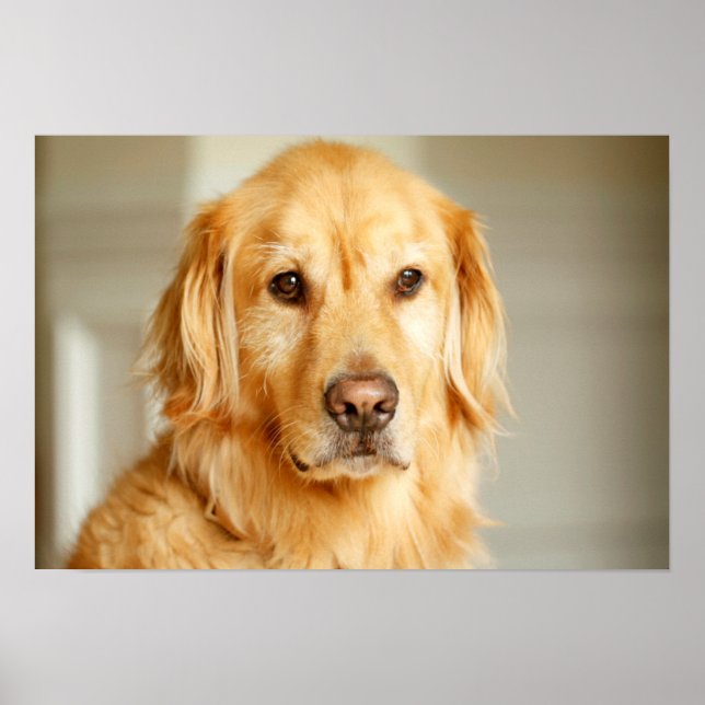 Golden Retriever Portrait Poster (Front)