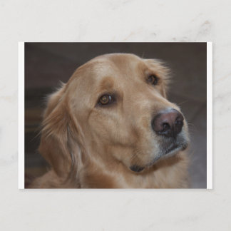 Golden Retriever Postcard