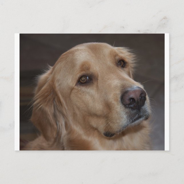 Golden Retriever Postcard (Front)