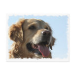 Golden Retriever Postcard