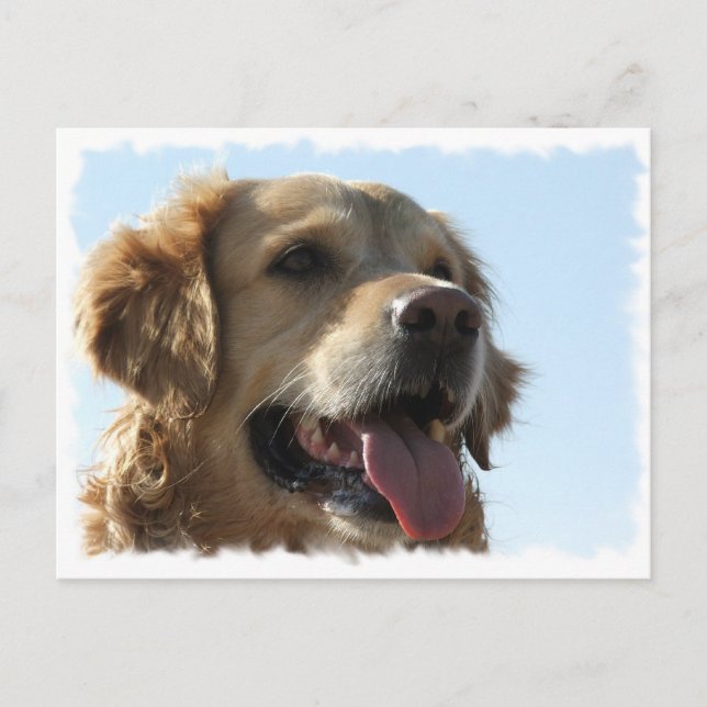 Golden Retriever Postcard (Front)
