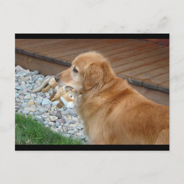 Golden Retriever Postcard (Front)
