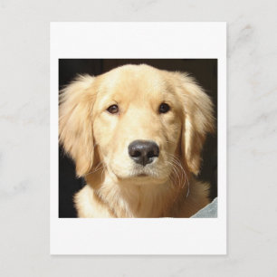 Golden Retriever Postcard