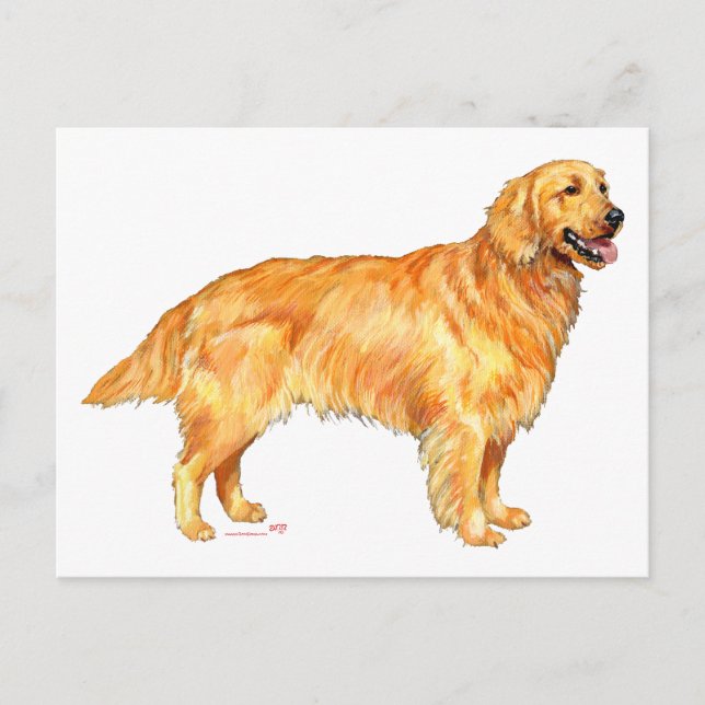 Golden Retriever Postcard (Front)