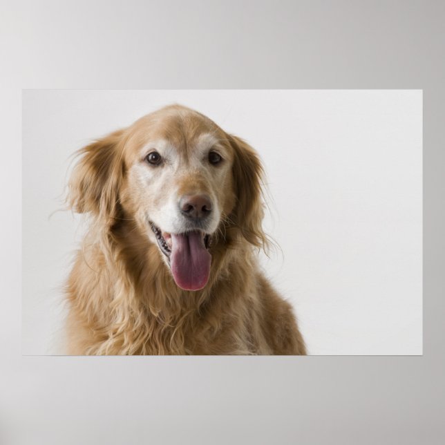 Golden Retriever Poster (Front)