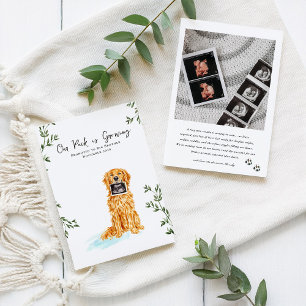 Golden Retriever Pregnancy Announcement