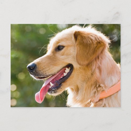 Golden Retriever Profile With Tongue Out Postcard