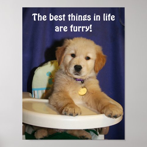 Golden Retriever Pup Best Things in Life are Furry Poster