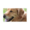 Golden Retriever Pup Business Cards
