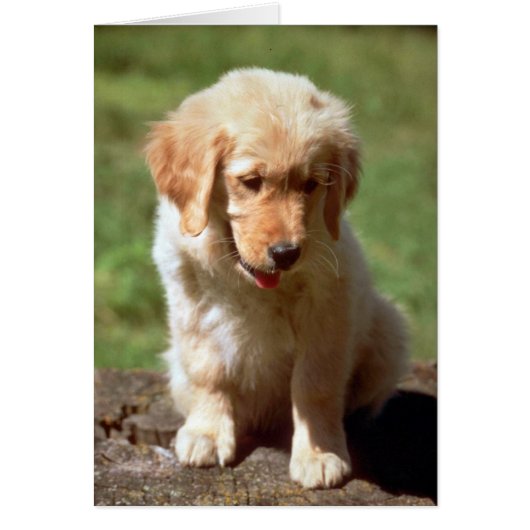 Golden Retriever pup Cards (Front)