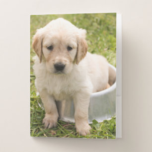 Golden retriever pup in water bowl Pocket Folder