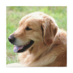 Golden Retriever Pup Invitations