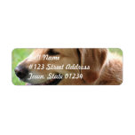 Golden Retriever Pup Mailing Labels