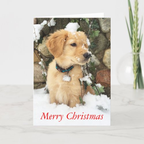 Golden retriever pup Merry Christmas Holiday Card