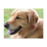 Golden Retriever Pup Postcard