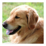 Golden Retriever Pup Poster Print